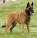 chovatelska-stanice-belgicky-ovcak-malinois-steinerwood-1.jpg