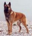chovatelska-stanice-belgicky-ovcak-malinois-steinerwood-2.jpg