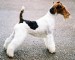 fox_terrier_wirehaired.jpg