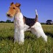 fox-terrier-wire.jpg